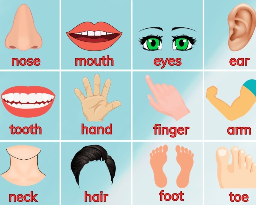 Câu đố về các bộ phận trên cơ thể